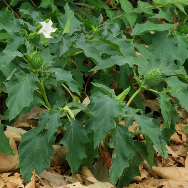 Gemeiner Stechapfel (Datura stramonium) Heilpflanze,  200 Samen, Bio-Kultur 2023