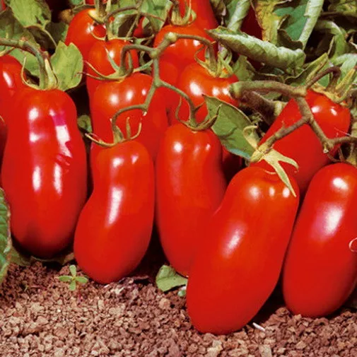 TOMATO SAN MARZANO (400 SEEDS) HEIRLOOM - Plum-type fruit and sweet flavor