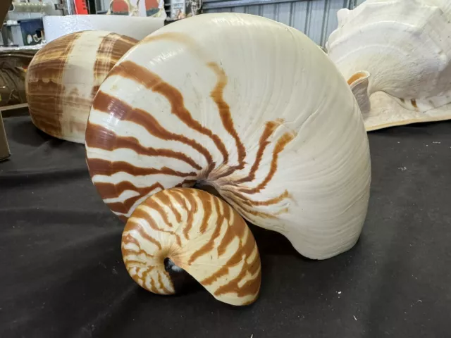 Set Of 2 Natural Chambered Nautilus Approximately 20cm And  7cm  Item 53