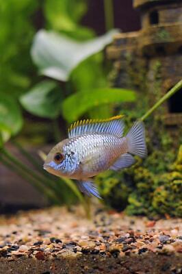 ACARA ELECTRIC BLUE CICHLID 1.75-3" live freshwater aquarium fish