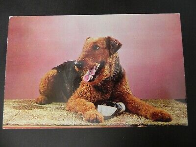 Purebred Airedale Dog 1960's Early Chrome Postcard Chewed up Shoe Puppy Animal