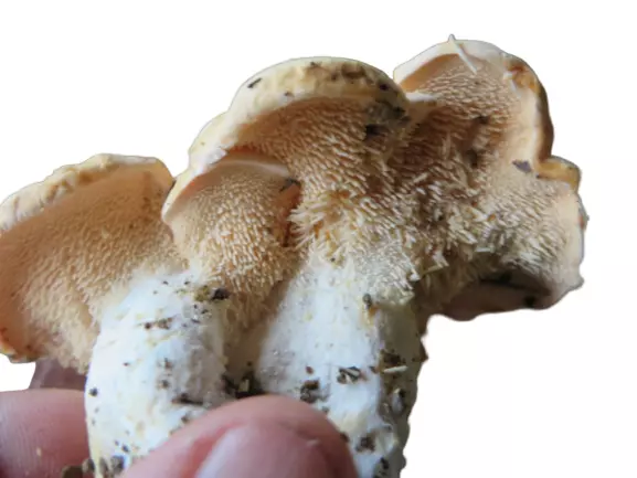Mycélium de champignon Pied de Mouton, Spores de champignon Pied Mouton 5 Litres