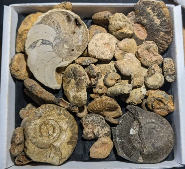 Fossil Box Set AMMONITES FOSSILS BOX Set. Forty Pieces. As Shown. Super Value. £9.97 ...