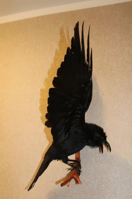 #54 Taxidermy Stuffed Bird Carrion Crow (Corvus Corone) Eurasian Raven Gothic