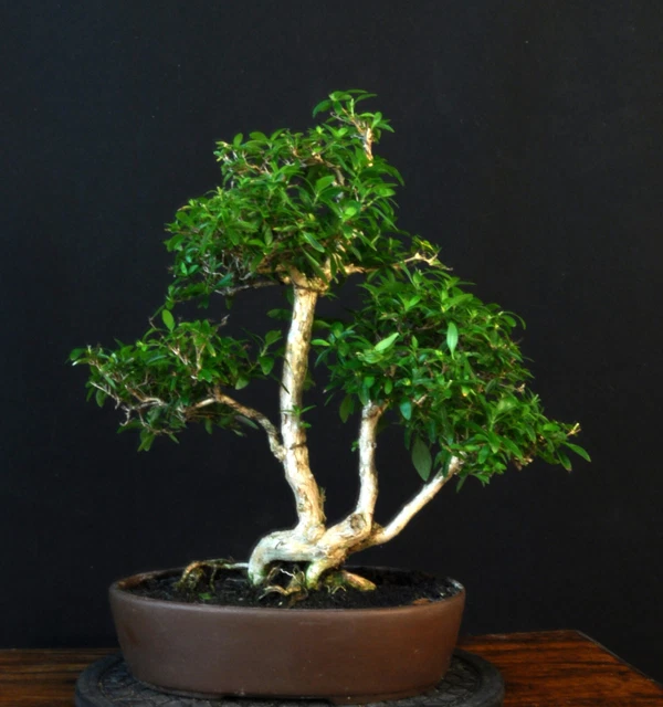 Exotenherz Bonsai Serissa Junischnee Baum Der 1000 Sterne Ca. 8 Jahre Alt  Sternblten Bonsai Ca. 8 Jahre