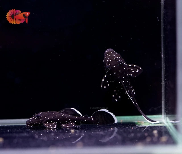 (1) L183 STARLIGHT BRISTLENOSE PLECO - Live Premium Pleco Grade A+ Size 1.2" 3