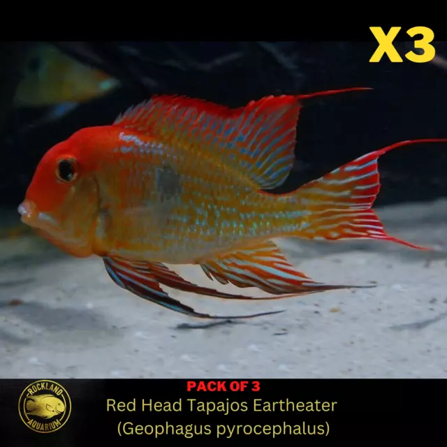 3x Red Head Tapajos Eartheater - Geophagus sp. - Live Fish (1.5"- 1.75")