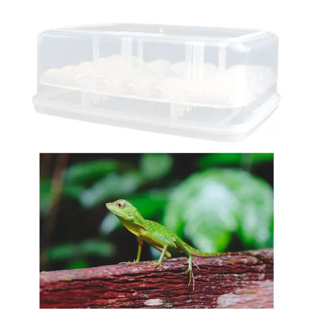 Boîte d'élevage de reptiles en plastique Incubateur Conteneur transparent
