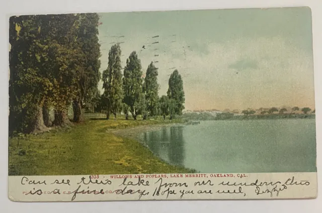 Vintage UDB Postcard ~ Willows & Poplars Lake Merritt ~ Oakland California CA