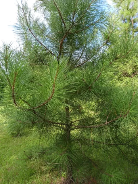 Longleaf Pine