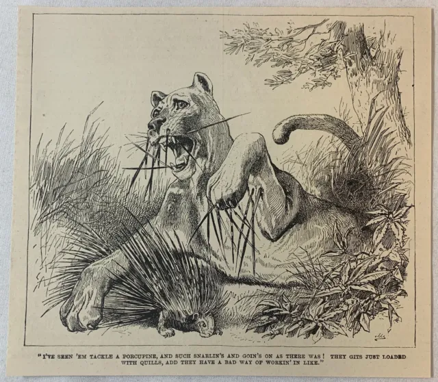 1888 magazine engraving~ MOUNTAIN LION VS PORCUPINE