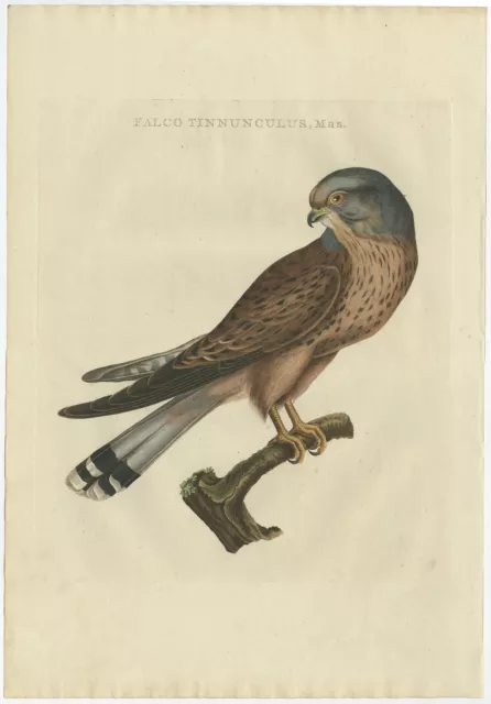 Antique Bird Print of the Male Common Kestrel by Sepp &amp; Nozeman (1809)