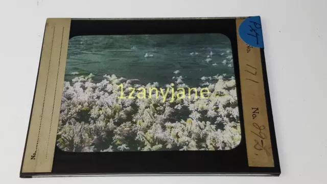 PXT HISTORIC Magic Lantern GLASS Slide UNUSUAL PICTURE OF WHITE FLOWERS