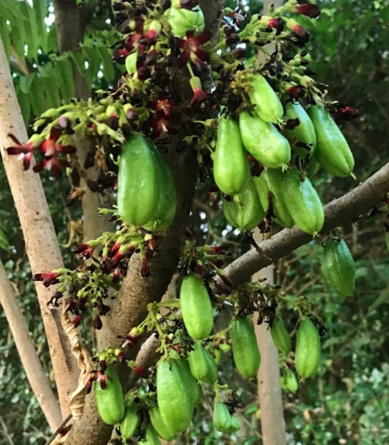 Averrhoa Bilimbi cucumber tree Fruit Tropical Thai99