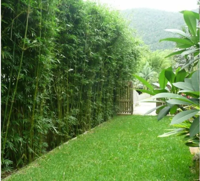 1 x Slender Weavers Gracilis Bamboo Plants. Screening, hedge. PICK UP