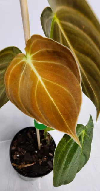 Philodendron 'Melanochrysum' CS2