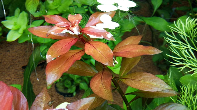 Ludwigia Repens Bunch Red Fresh Aquatic APF® Live Aquarium Plants BUY2GET1FREE*