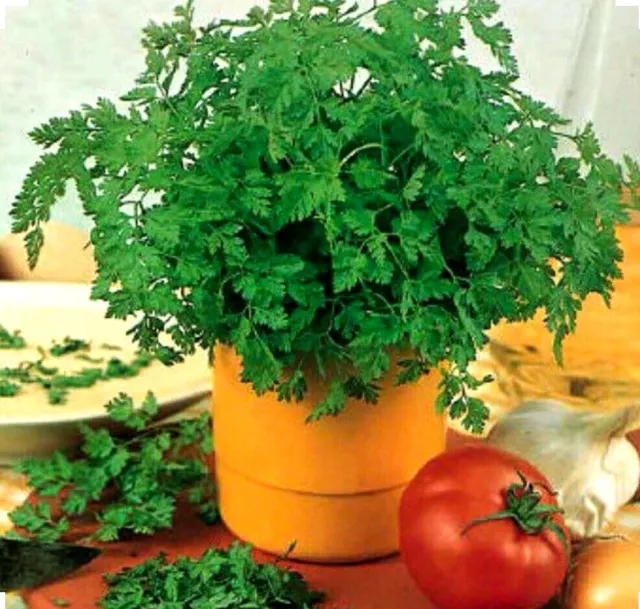 350+ Chervil Seeds-Culinary and Medicinal - NON-GMO,Organic- Open Pollinated.