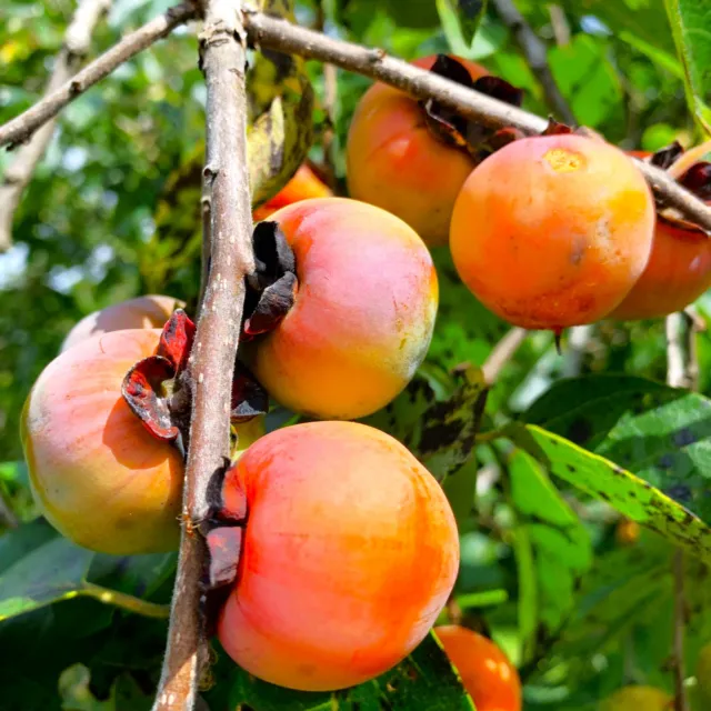 American Persimmon Tree Seeds |Diospyros Perennial Fruit Seed 2024 Fast Shipping