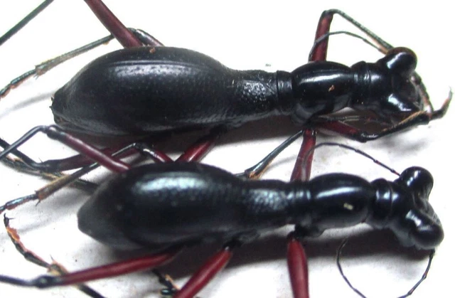 L001 SA : Cicindelidae: Tricondyla aptera globicollis 2pcs. 22mm/26mm