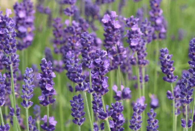 1 de Plante Lavandula angustifolia Lavande (alveolino-4x4x6)