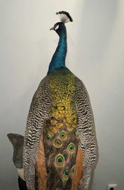 Taxidermie Paon Bleu Blue Indian Taxidermy Bird Peacock Peafowl (Pavo cristatus) 2