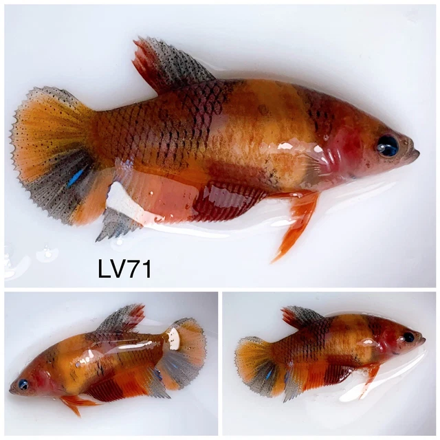 Betta Live Fish Female Nemo Candy HMPK LV71 Ask Seller Shipping Cost Before Buy
