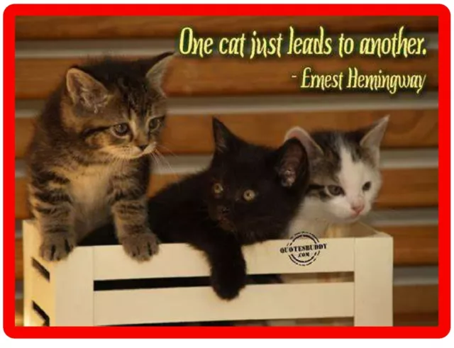 Funny  Humor Cat Leads To Another Refrigerator / Tool Box / File Cabinet Magnet