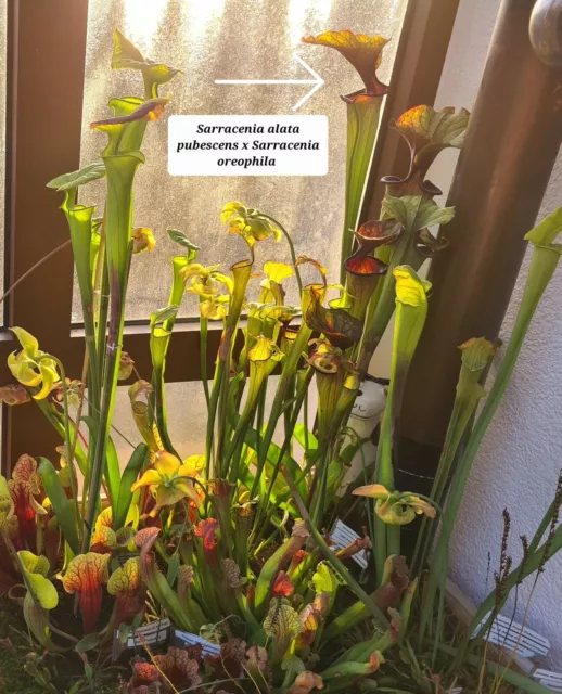Sarracenia  - Samen -  Fleischfressende Pflanze - Schlauchpflanze - Karnivoren