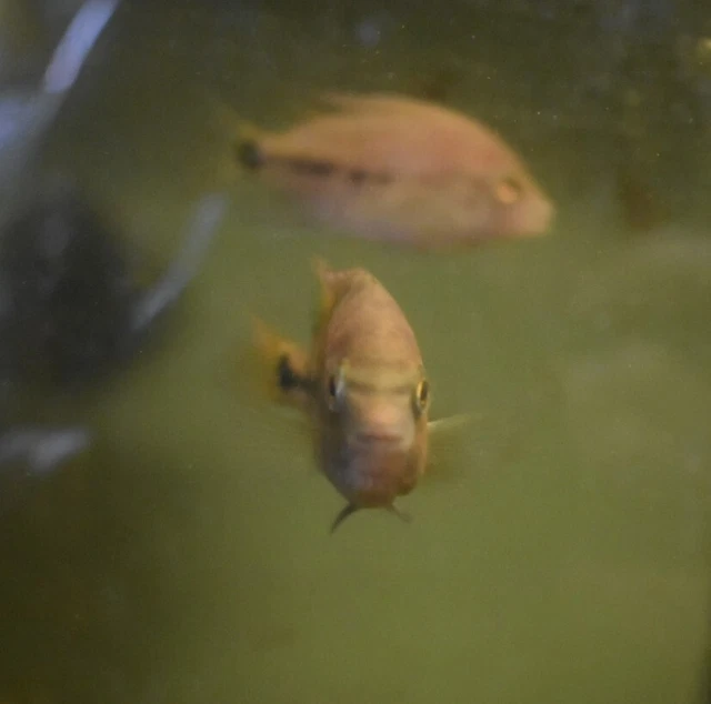 Live Vieja Bifasciatus Cichlid (2" Rare Young Aquarium Fish) PLS READ DESC 3