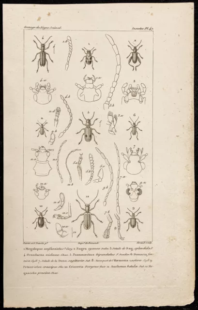 1844 - Incisione Zoologie: Scarafaggi (Megalopus, Sagra - Entomologia
