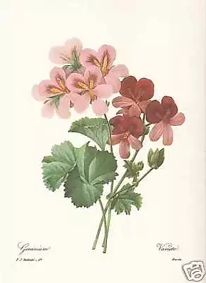 Pelargonium  - Geranien  FAKSIMILE Redoute 1833