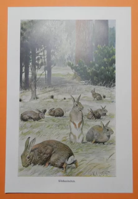 Wildkaninchen Oryctolagus cuniculus Kaninchen Hase Farbdruck 1920