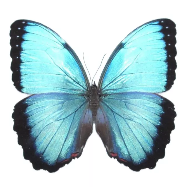 Morpho peleides male ONE REAL BUTTERFLY BLUE UNMOUNTED WINGS CLOSED COSTA RICA