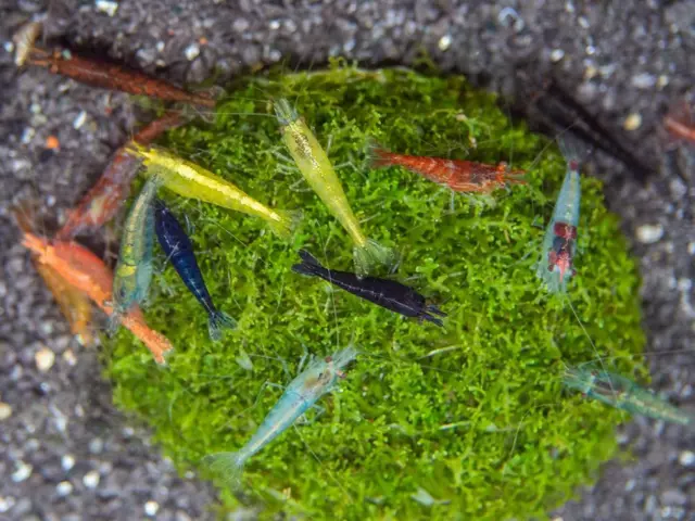 Mixture of Top Quality SHRIMP-TROPICAL AQUARIUM - LIVE Shrimp- Invertebrates
