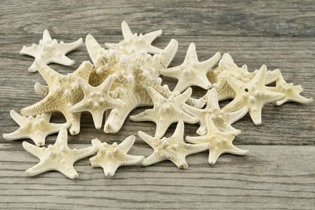 Knobby Starfish | 15 Imperfect Knobby Starfish 1 1/2"-5" | Craft & Decor 3