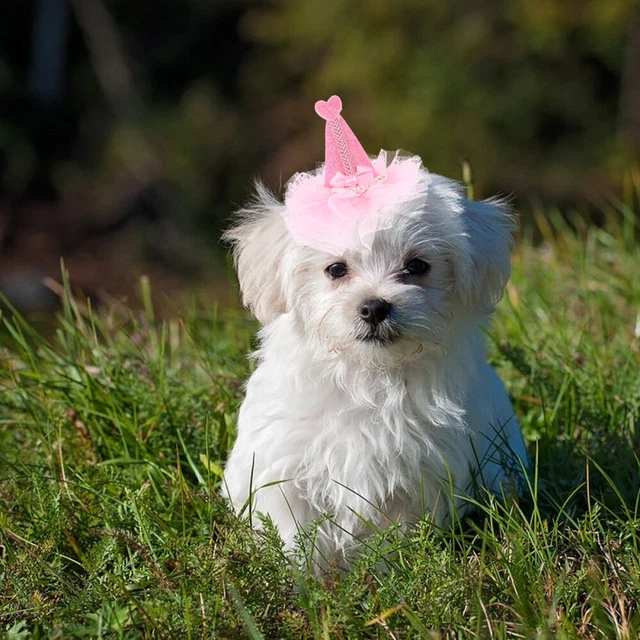 Costume di compleanno fiocco di pelo di cane abbigliamento per capelli per gatto