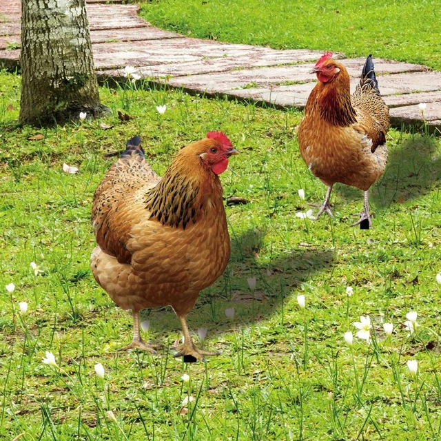 Freien Realistisch Hähnchens kulptur Acryl Hahn Statuen Hähnchen dekorationen