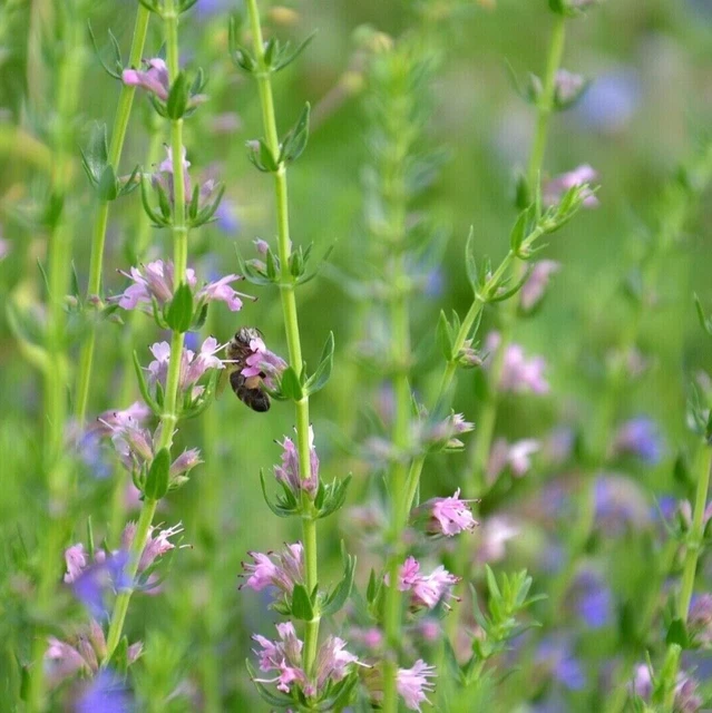 Hyssop Seeds | NON-GMO | Heirloom | Fresh Garden Seeds