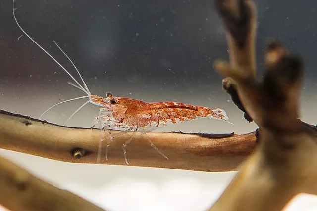 50x GAMBA NEOCARIDINA RED CHERRY, para acuario, pecera de agua dulce y caliente.