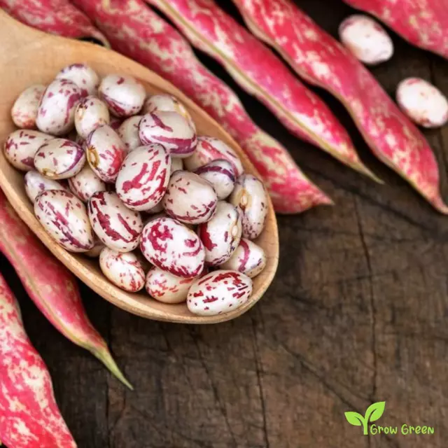 Cranberry Bean 50 SEEDS - PHASEOLUS VULGARIS - Borlotti + 5 seeds of Sunflower