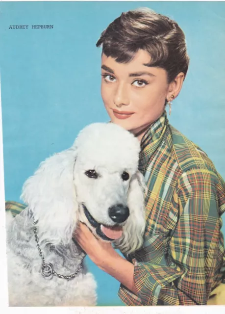 Audrey Hepburn  & Poodle - 8x10" - Colour Photograph - Film Show 1955 - FF35