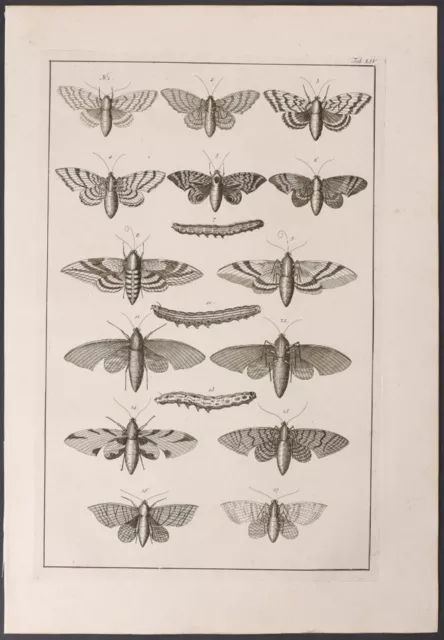 Seba - Moths & Caterpillars. 54-2, 1765 Curiosities Original Folio Engraving