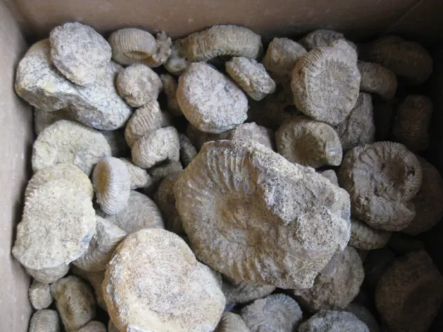 Original Jurassic Ammonit Fossilien D: 15-30 mm - nicht identifiziert - 1 Gebot/1 Stück