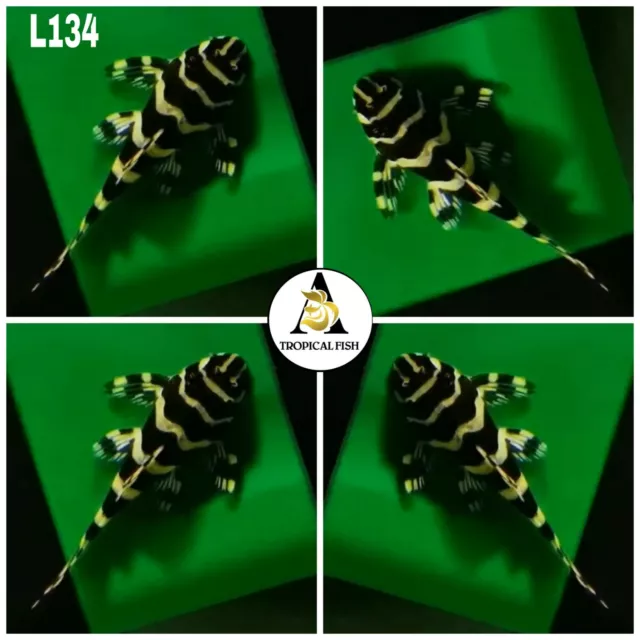 Pack Of 5 L134 ( Size 3+ Cm) - Fancy Leopard Frog Pleco-High Quality Pleco