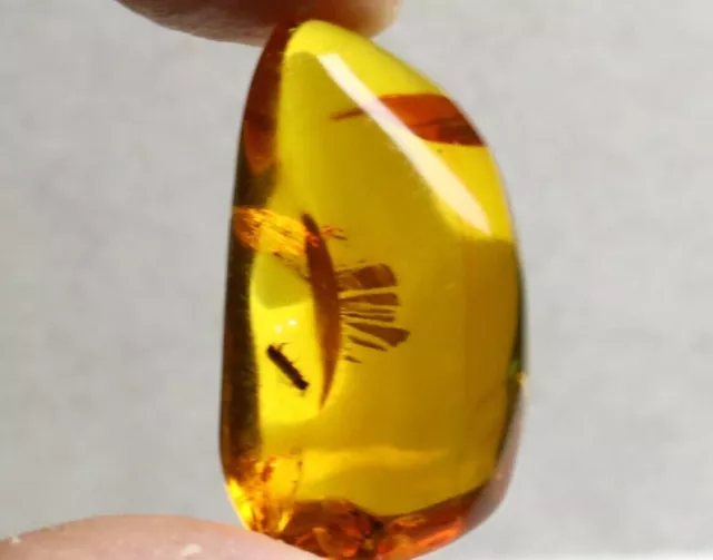 Natural Dominican Clear Amber Polished Fossil Insect Stone 33mm 3