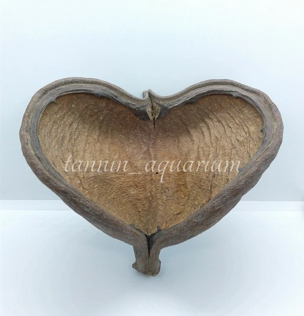 5 pcs Sterculia Pod Natural Floral Decoration Crafts Dried Botanicals Potpourri
