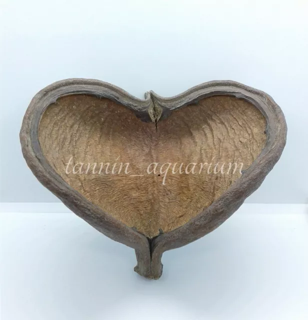 5 piezas vaina de esterculia decoración floral natural artesanías botánicos secos popurrí