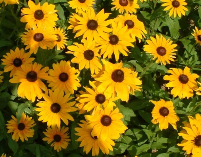 Rudbeckia  hirta     3200 seeds