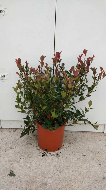 Pianta Di Aronia Melanocarpa In Vaso 20cm - Altezza 130cm - Foto Reale